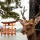 4 locuri din Japonia unde animalele se simt la ele acasa